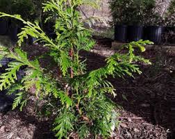 Image result for cuttings thujas