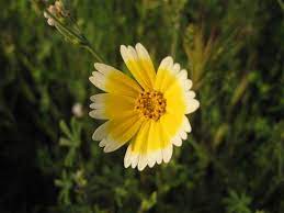 We would like to show you a description here but the site won't allow us. Bay Area Plants For Habitat California Native Plant Society