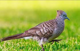 Pin Oleh Informasi Komunitas Kicau Mani Di Perawatan Burung Burung Gambar Burung Gambar