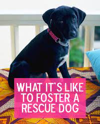 Minimum fostering period of 2 months we set a minimum fostering period of 2 months so that the foster dog can learn to adopt to. Should You Consider Fostering A Dog Hey Eleanor