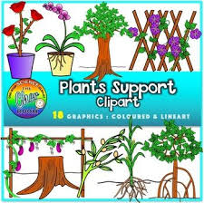 You Ll Be Getting 18 Graphics 9 Coloured 9 Lineart Of The Following 1 Thorns Rose 2 Clasping Roots Orchid 3 Buttress Ro Plants Clip Art Plant Supports