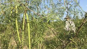 We did not find results for: Mesquite It S More Than Barbecue Wood It S A Tree With Magic Beans The Salt Npr
