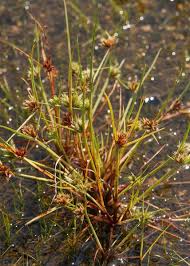 Image result for Cyperus deciduus