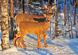The great collection of free whitetail deer pictures wallpaper for desktop, laptop and mobiles. Whitetail Deer Maine Secretary Of State Kids Page