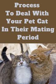 Process To Deal With Your Pet Cat In Their Mating Period Cats Pets Cats Pretty Cats