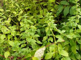 Image result for Spermacoce ruelliae