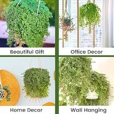 Image result for Pilea bambuseti