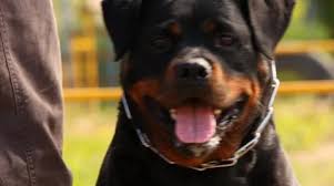Big portrait of a rottweiler head video #40849498 #40849498. Angry Rottweiler Stock Footage Royalty Free Stock Videos Pond5
