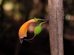 Image result for Halleria elliptica