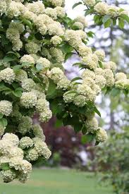 Pin By Kimberly T On Deer Resistant Shrubs Perennials White Gardens Deer Resistant Landscaping Deer Resistant Plants