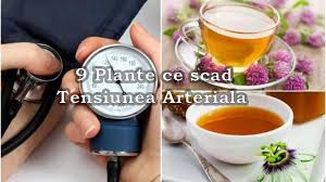 Remedii naturiste pentru arsurile la stomac. 9 Plante Ce Scad Tensiunea Arteriala