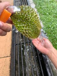 Malah asid daripada cuka juga boleh menghilangkan bau durian dalam kereta. Walaupun Kulit Tajam Rupanya Banyak Cara Nak Hilangkan Bau Durian Yang Semerbak Kisah Dunia