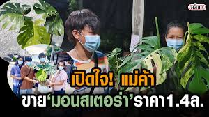 สวนไม้ด่างโคราช ฟิโลด่าง มอนสเตอร่าใบด่าง ไม้ฟอกอากาศ นครราชสีมา. D76ejtalfgms8m