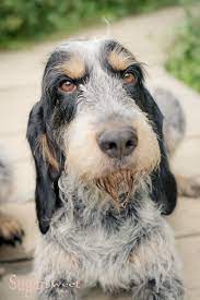 The breed originated in the middle ages, descended from the grand bleu de gascogne. Aktuelles Von Griffon Bleu De Gascogne Vom Bergischen Gelaut