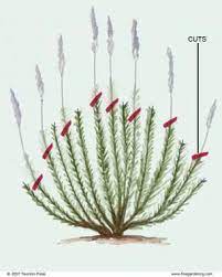 Pin On Heirloom Gardening Techniques