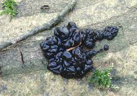 Hallo ich möchte gerne wissen wozu dieser schwarze pilz gut ist, den man in der kathedrale findet und der angeblich von der hexe adria gesucht wird. Totes Holz Substrat Auf Dem Die Pilze Wuchern Waldwissen Net