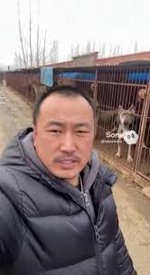 China is ahead now with the XL Frenchies 😮 #frenchbulldog