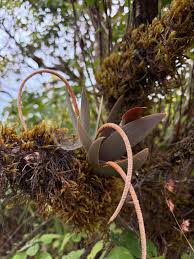 Image result for Nervilia adolphi