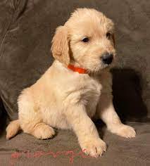 | miniature goldendoodle puppy vlog (youtu.be). Goldendoodle Puppies For Sale Marshfield Wi 317265