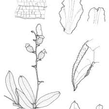 Image result for Polystachya greatrexii