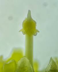 Image result for Tabernanthe elliptica