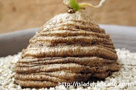 Image result for Trochomeria