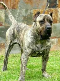 Presa Canario Kopek Danua