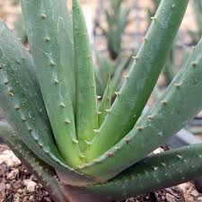 Image result for Aloe wildii