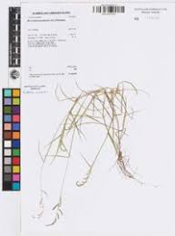 Image result for Moorochloa eruciformis