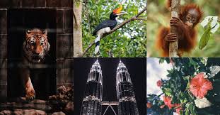 Their binomial name is buceros rhinoceros. 7 National Symbols Of Malaysia That Every Malaysians Should Know Sevenpie Com Because Everyone Has A Story To Tell