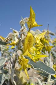 Image result for Crotalaria kirkii