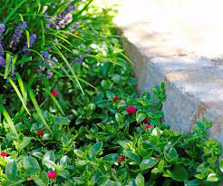 This guide from bunnings will take you through 11 popular garden ground covers. Flowering Groundcovers Plants For Sun Shade And Fast Growth Australian House And Garden
