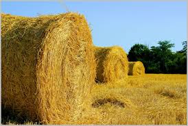 Способы заготовки кормов в сельском хозяйстве