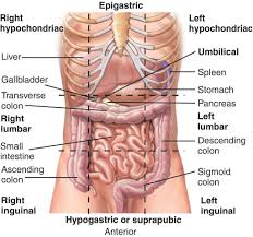 We did not find results for: Stomach Images Abdominal Physiology