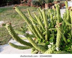 Image result for Monadenium crenatum