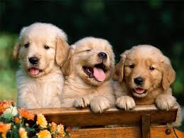  Pin By Ngá»c Chung On Golden Retliwer In 2021 Puppies Baby Animals Cute Animals