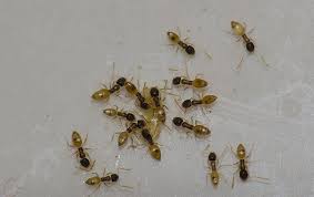 Argentine Ant Identification A Guide To Common Ant Control Black house ant (monomorium minimum).