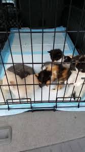 Maybe you would like to learn more about one of these? Almost Home Shelter Pet Rescue Home Facebook