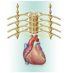 Профилактика ухудшений общего состояния здоровья. Nejroblastoma Kratkaya Informaciya