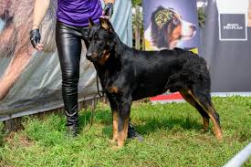 Find 2531 listings of beauceron puppies for sale in australia near you. Beauceron For Sale In The City Of Kemerovo Russian Federation Price Negotiated Announcement 2850
