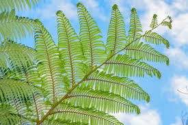 Image result for Cyatheaceae