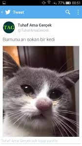 Gecenin Kedisi 921911 Uludag Sozluk Galeri