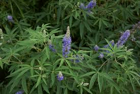 Image result for Vitex thyrsiflora
