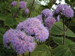 Image result for Bartlettina