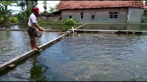 Pembiayaan Budidaya Ikan Patin Tulungagung Youtube