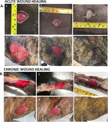 Carefully monitor your dog's activities, especially those that could affect the wounded area. Cutaneous Wound Healing Canine Allogeneic Asc Therapy Stem Cell Research Therapy Full Text