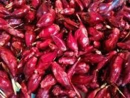 Image result for Eleutherine bulbosa