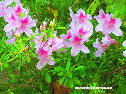 This small shrub from china is noteworthy for its spherical clusters of very fragrant yellow flowers that bloom in winter and early spring. Common Spring Flowers In Virginia Garden Tour Richmond Va