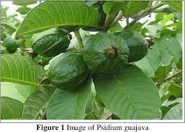 Ya, daun jambu biji selain untuk kesehatan, ternyata baik juga untuk kecantikan. Manfaat Daun Jambu Biji Untuk Mengobati Diare