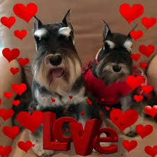 Standard schnauzer puppies for sale in texas. Miniature Schnauzer Breeder Quality Bred Akc Puppies Reberstein S